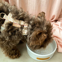 cachorro poodle mini com coleira peitoral h rosa bolinhas
