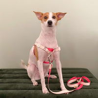 cachorro com coleira peitoral antipuxão rosa