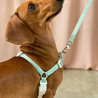 cachorro dachshund com coleira peitoral antipuxão